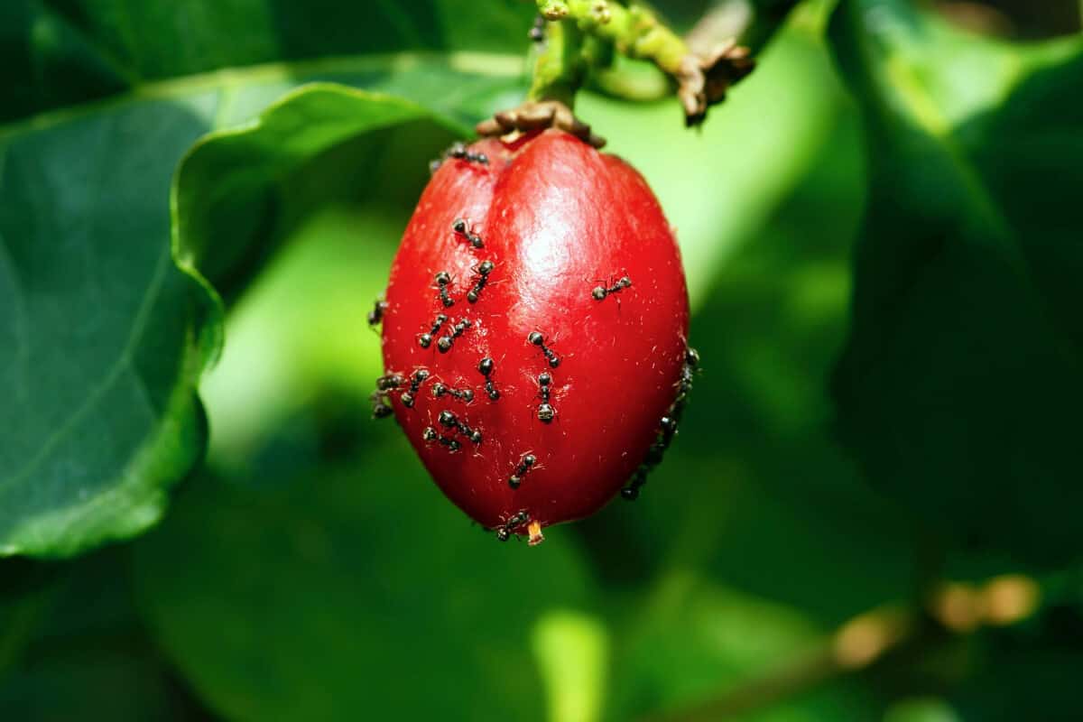 Fire Ants on a Plant