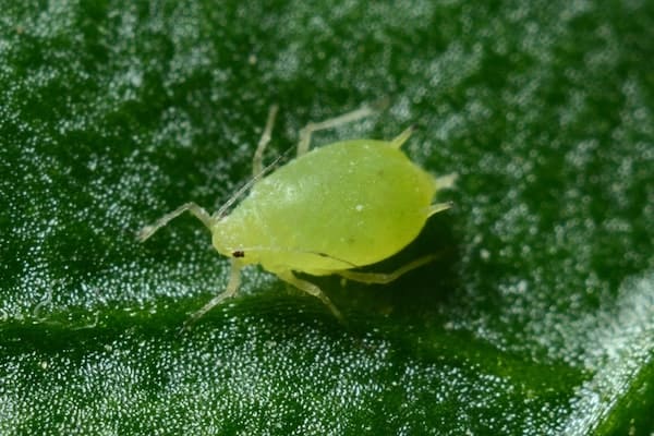 Aphids