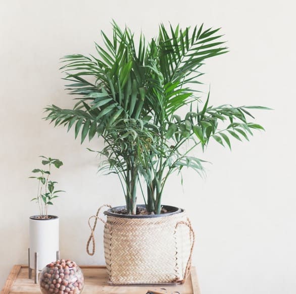 Areca Palm