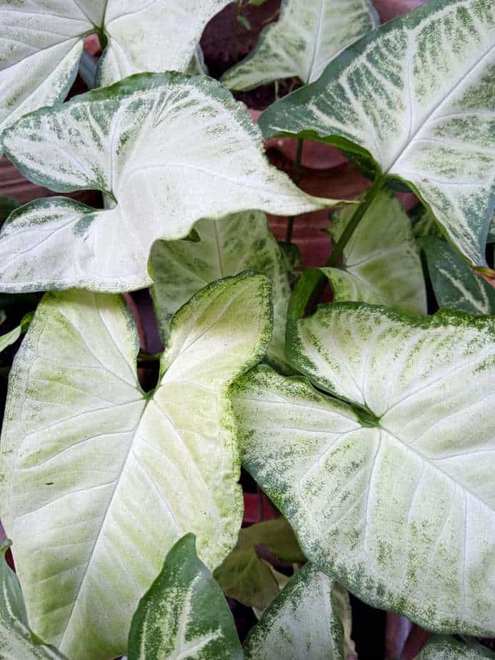 Arrowhead Plant Indoor Climbing Plant