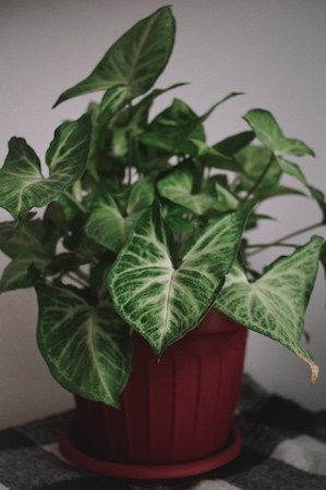 Arrowhead Plant Low-Light Houseplant