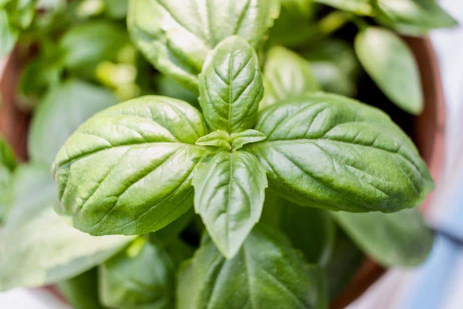 Basil Indoor Plants that Repel Mosquitoes