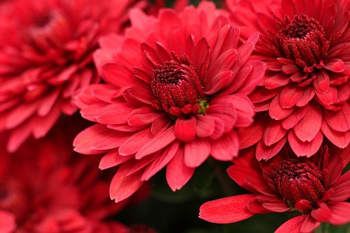 Chrysanthemum Outdoor Plants That Repel Mosquitoes