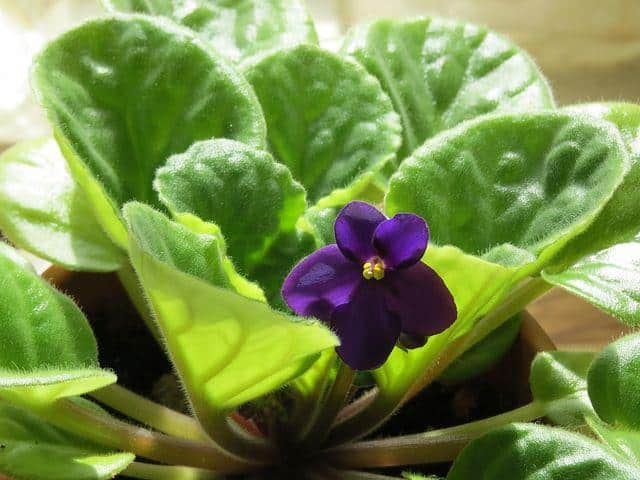 African Violet Colorful Houseplant