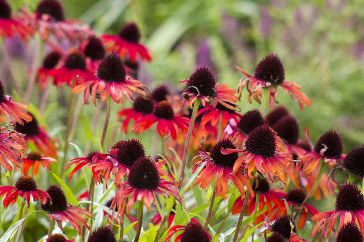 Coneflowers