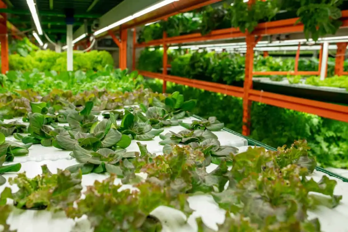 Decide Which Hydroponic Plants to Grow