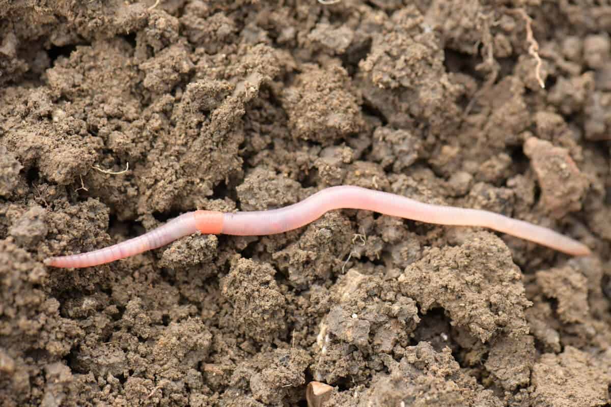 Earthworm