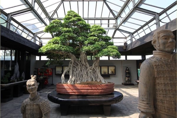 Ficus Bonsai Tree