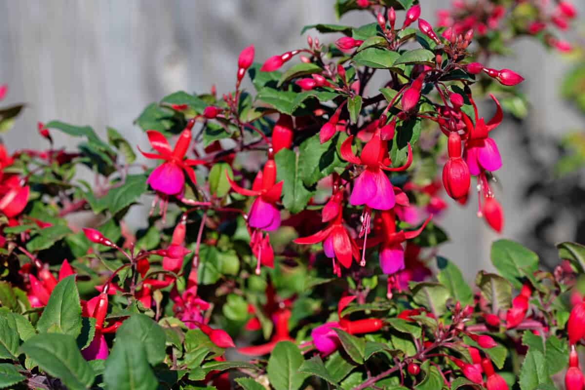 Fuchsia Spp