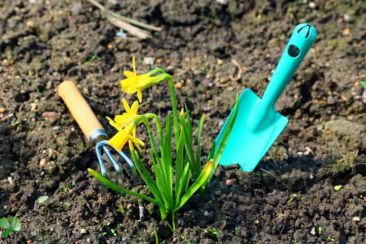 Garden Plant with Shovel