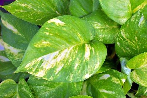 Golden Pothos Variety