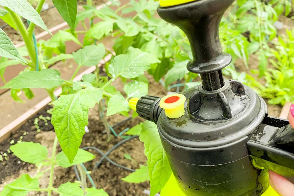 Insecticidal Soap as Organic Pest Control Method