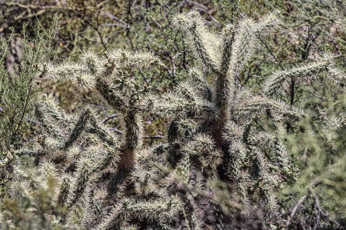 Jumping Cholla