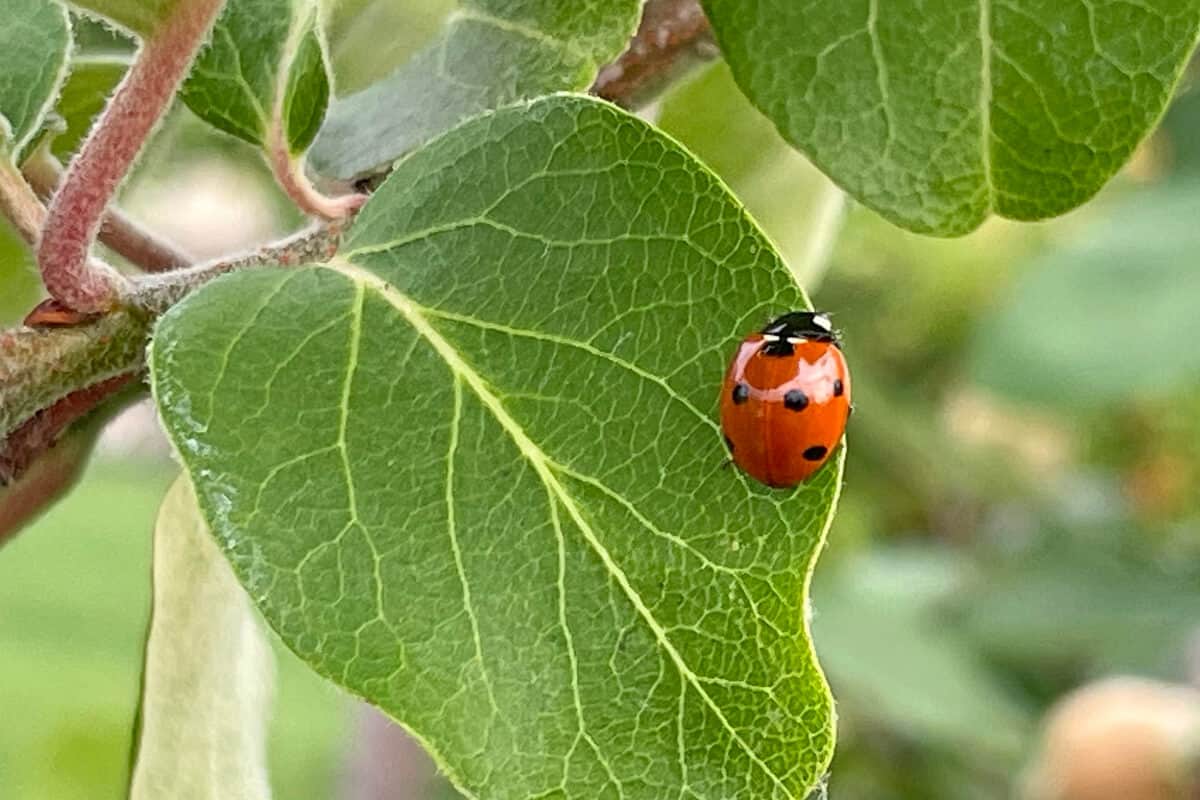 Ladybug