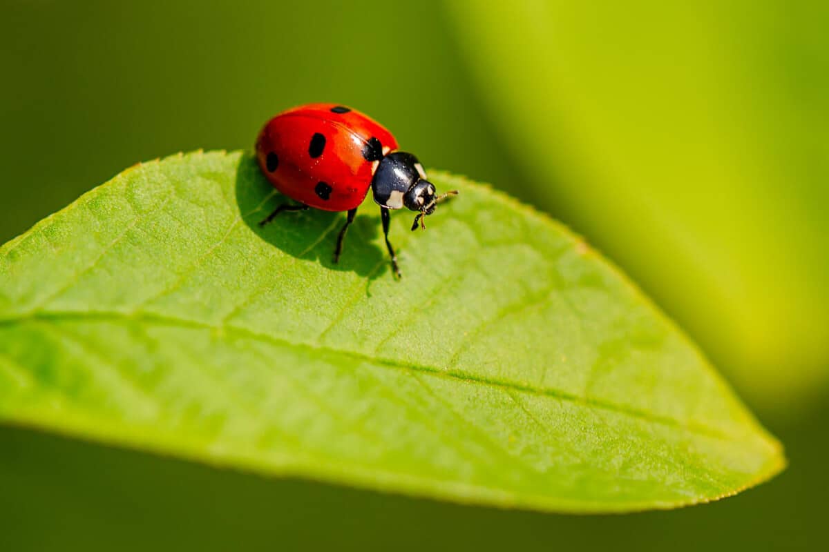 Ladybug