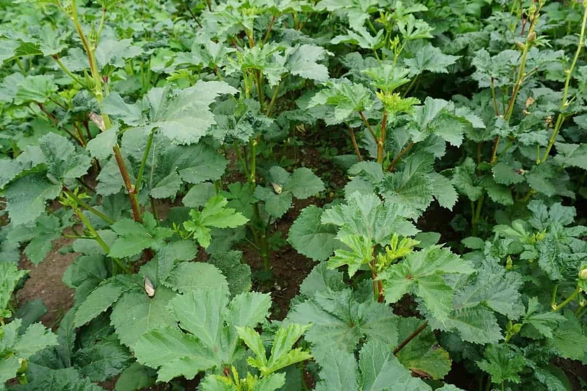 Okra Plants