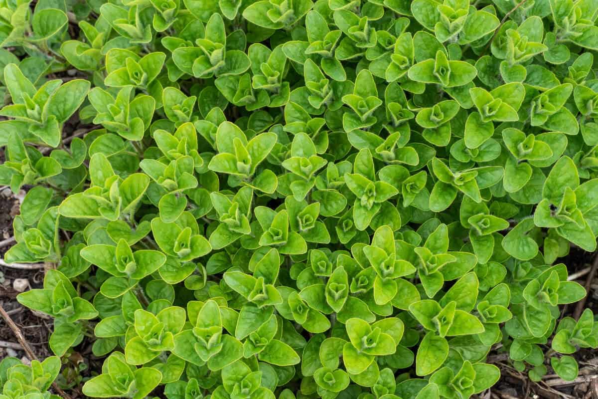 Oregano