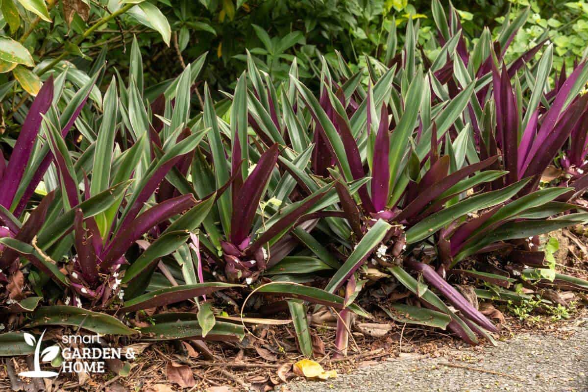 Oyster Plant