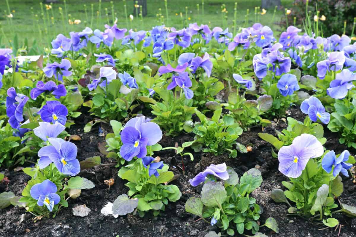 Pansies