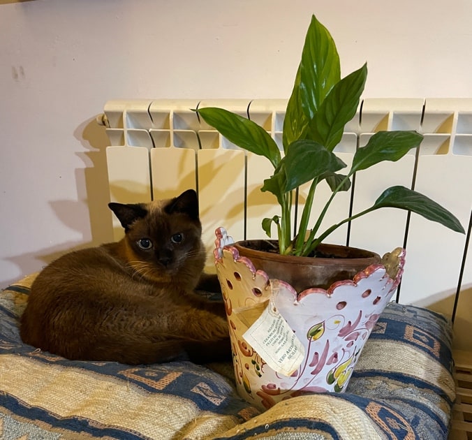 Peace Lily Plant is Toxic to Cats