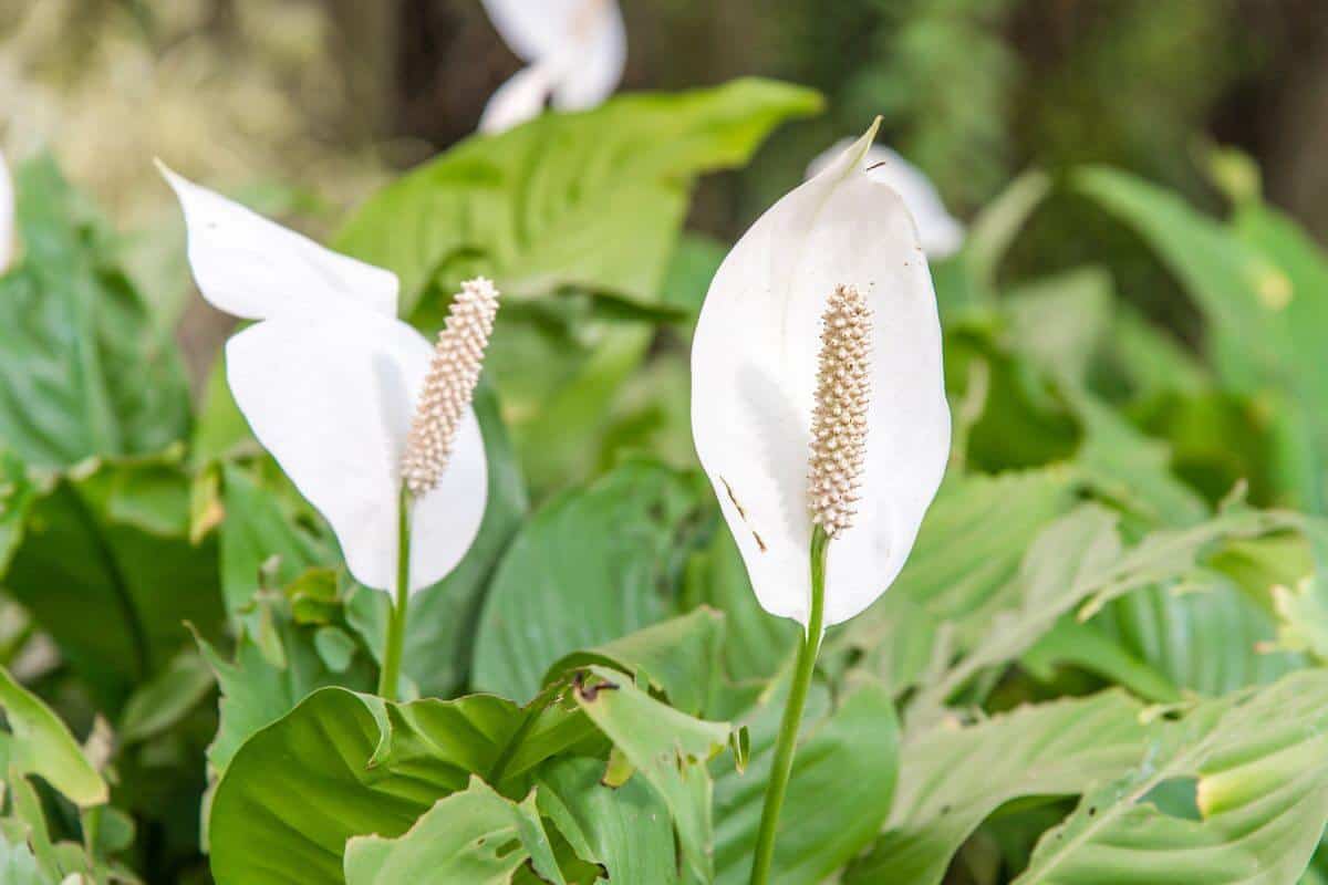 Peace Lily