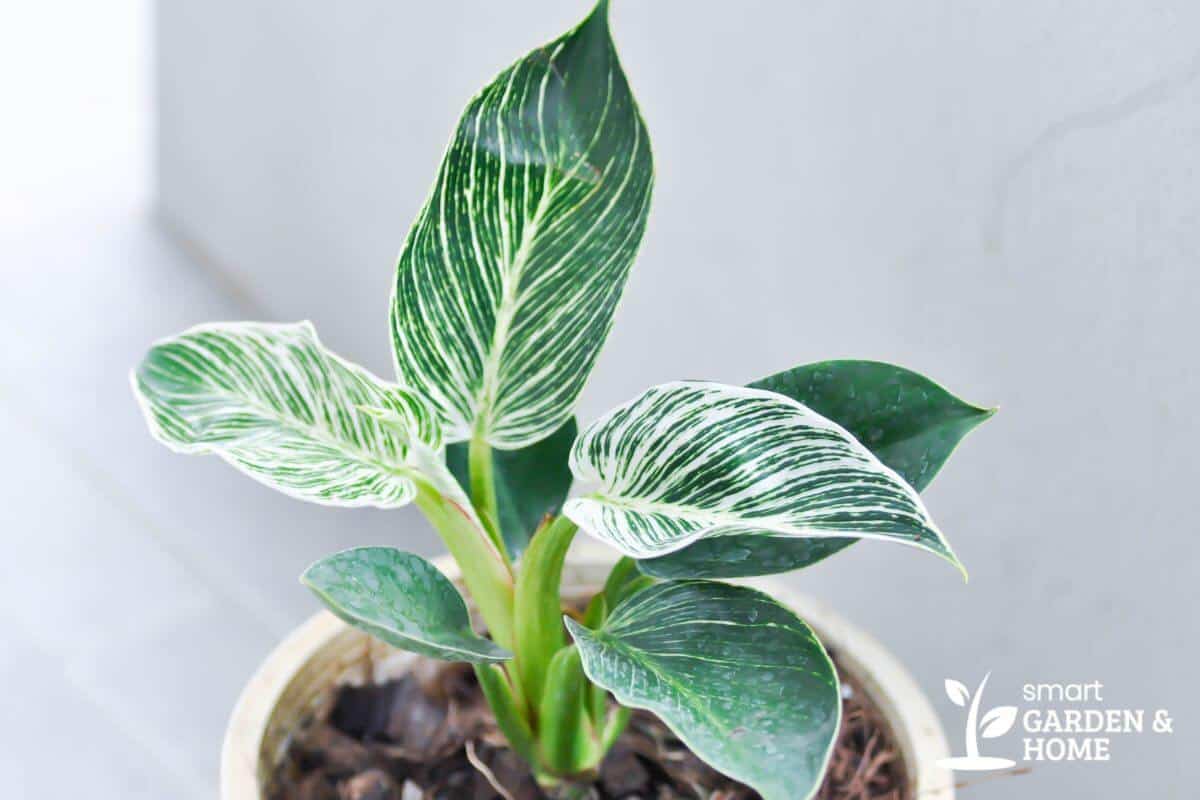 Philodendron Birkin plant with green and white variegated leaves grows in a light-colored pot filled with brown wood chips.