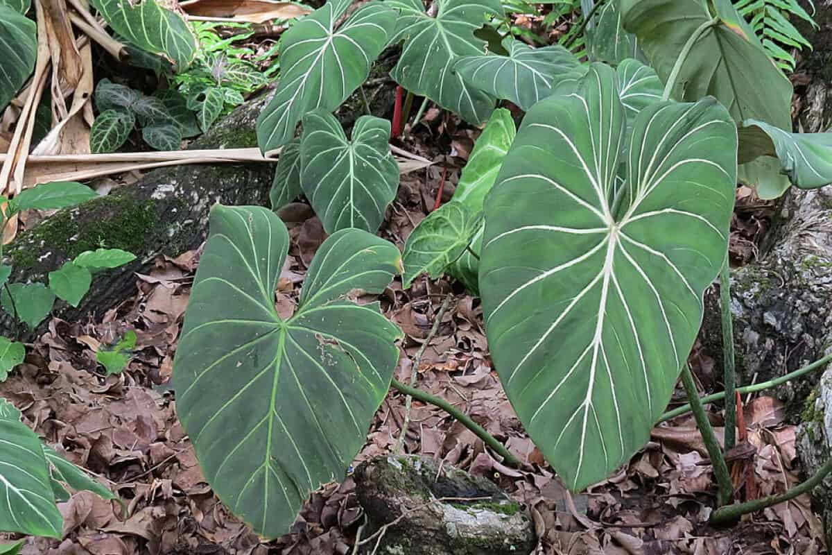 Philodendron Gloriosum