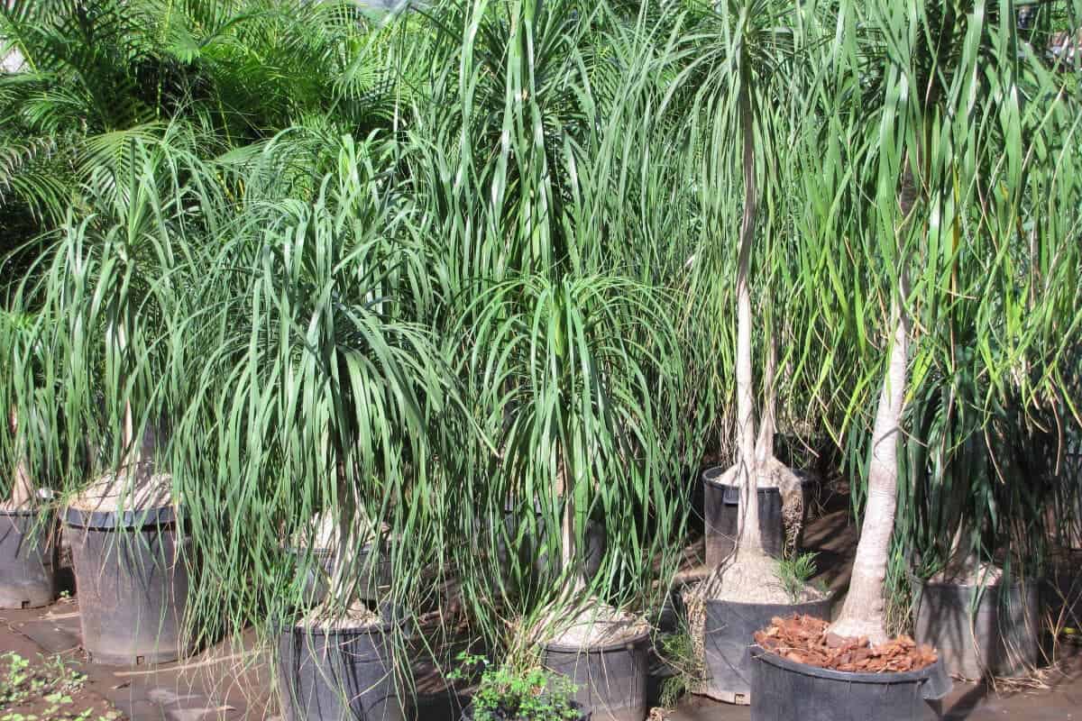 Ponytail Palm