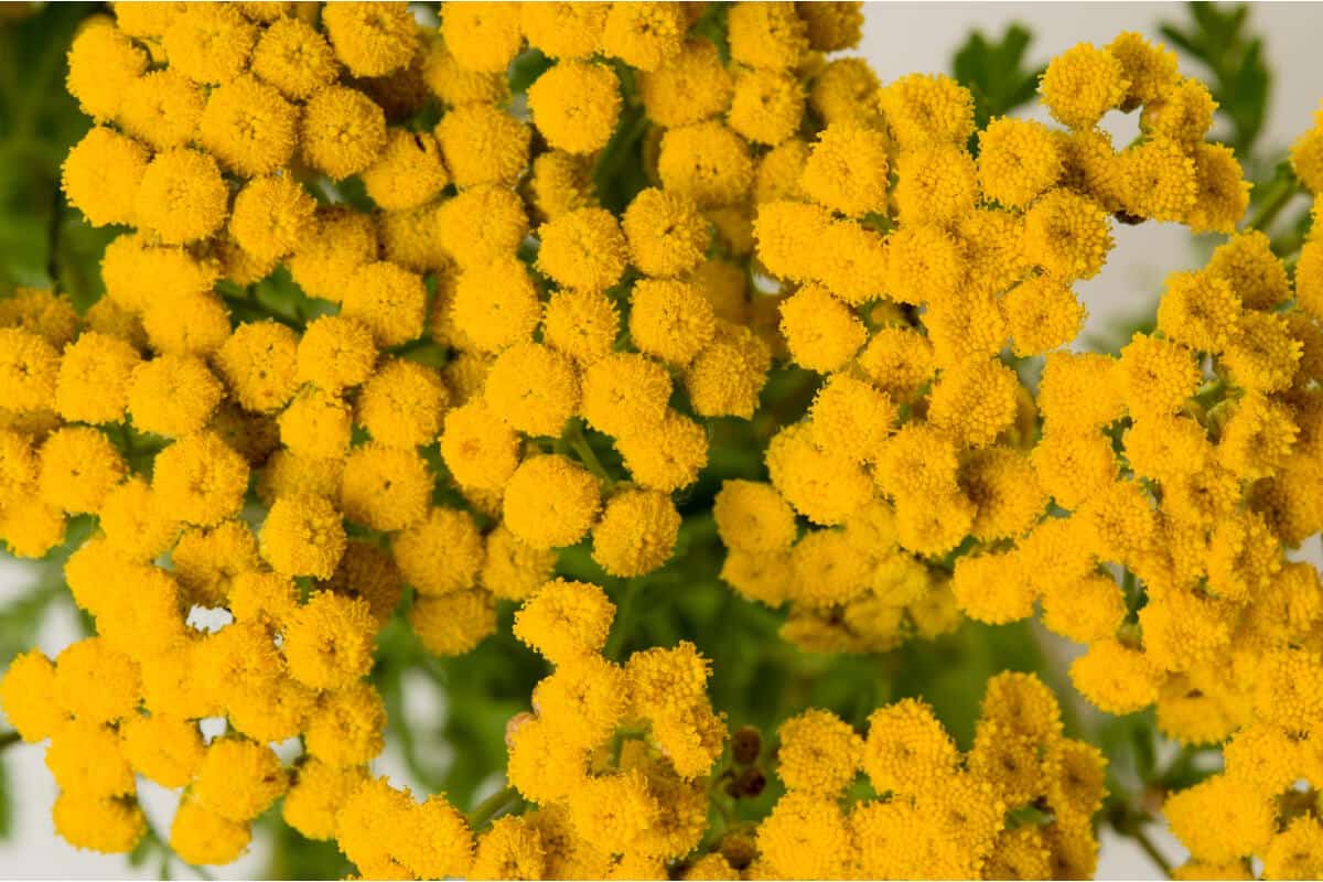 Tansy Plants