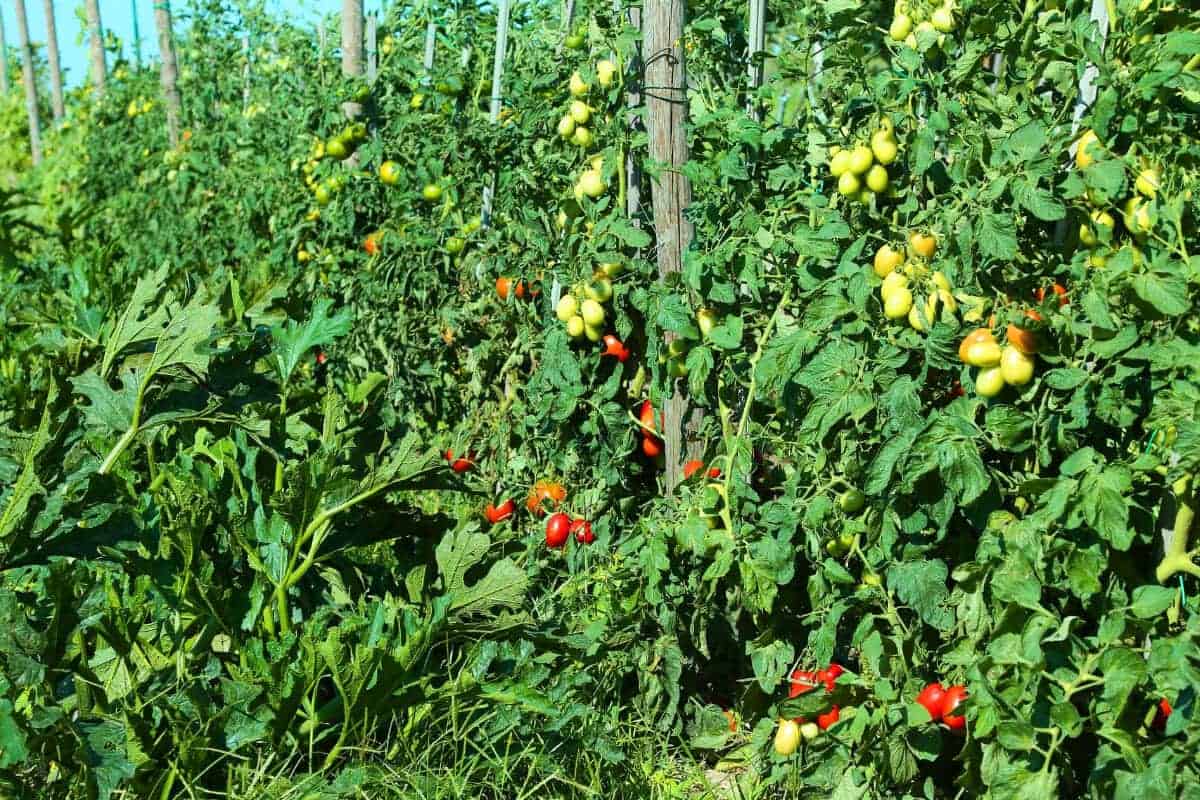 Tomato Plant