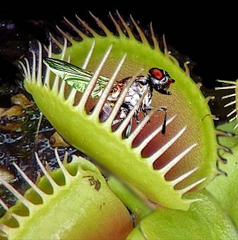 Venus Flytrap Carnivorous Houseplant