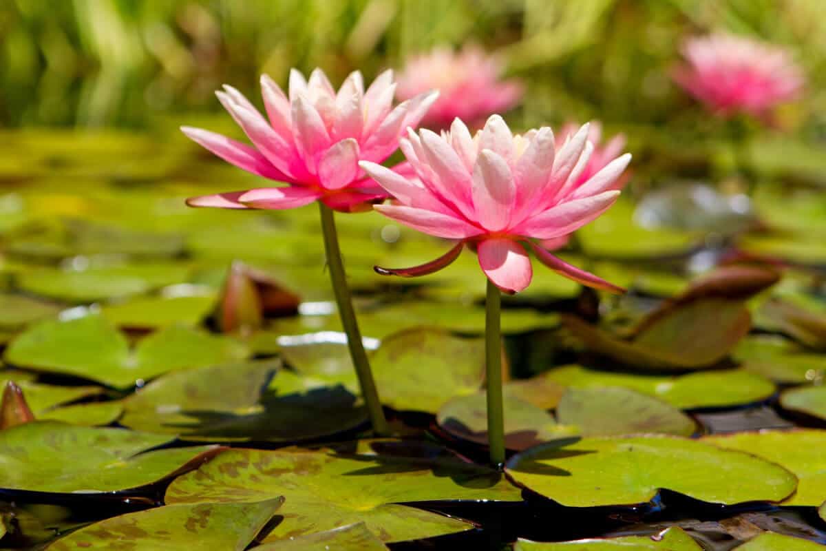 Water Lily