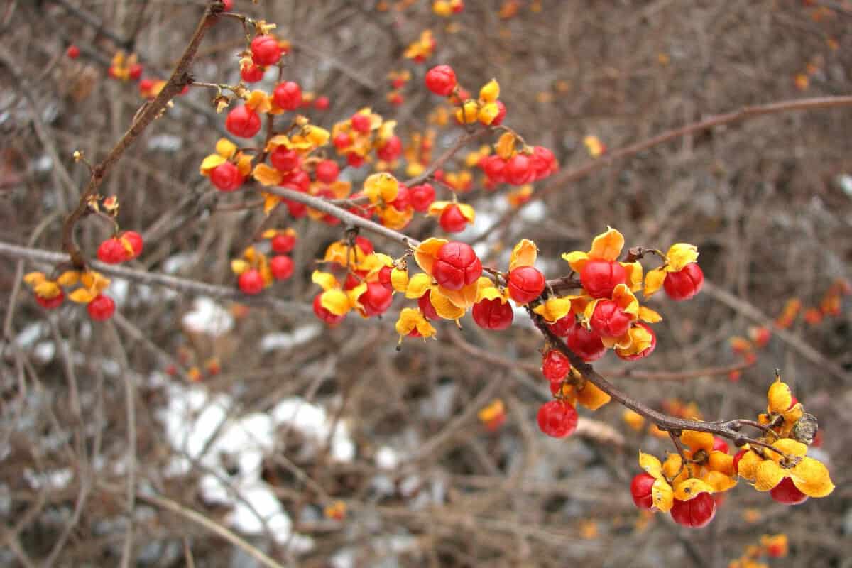 American Bittersweet - Red Edible and Non-Edible Berries