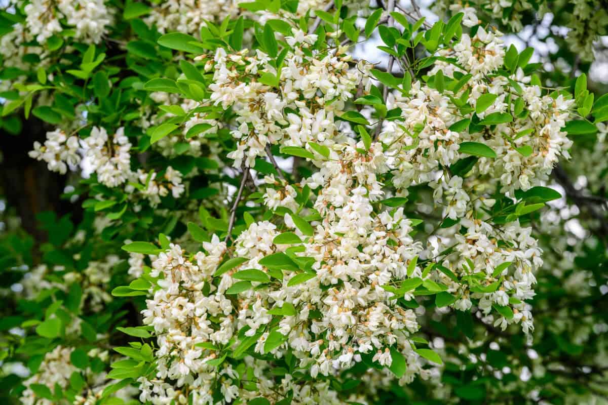 Black Locust - Edible Wild Flowers