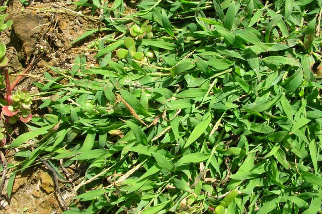 Crabgrass - Edible Weeds