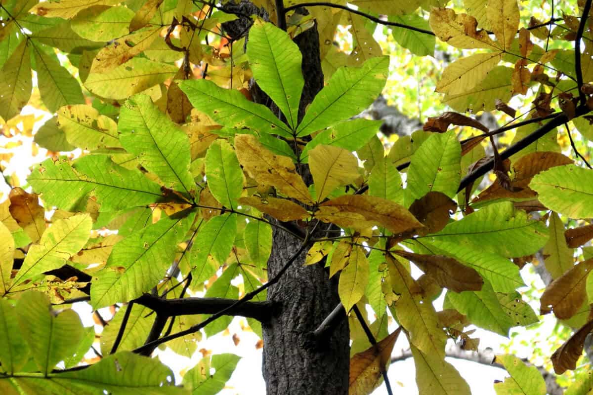 Hickory Trees