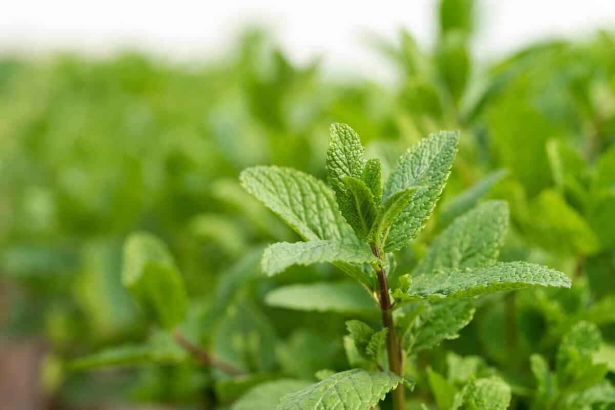 Mint (Mentha Species)