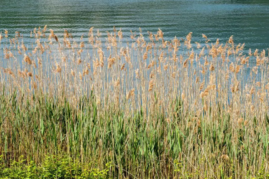 Reed - Wild Edible Plant
