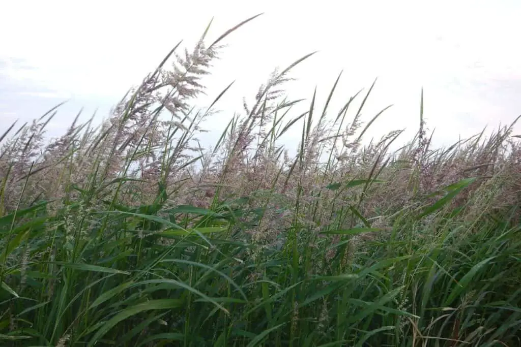 Ricegrass - Edible Grasses