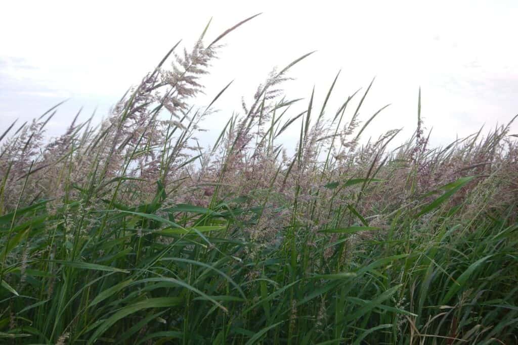 Ricegrass - Edible Grasses