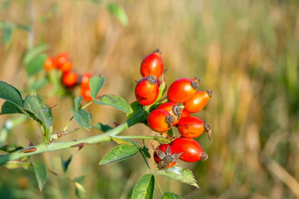 11 Best Types of Edible Berry Bushes for Your Yard - Smart Garden and Home