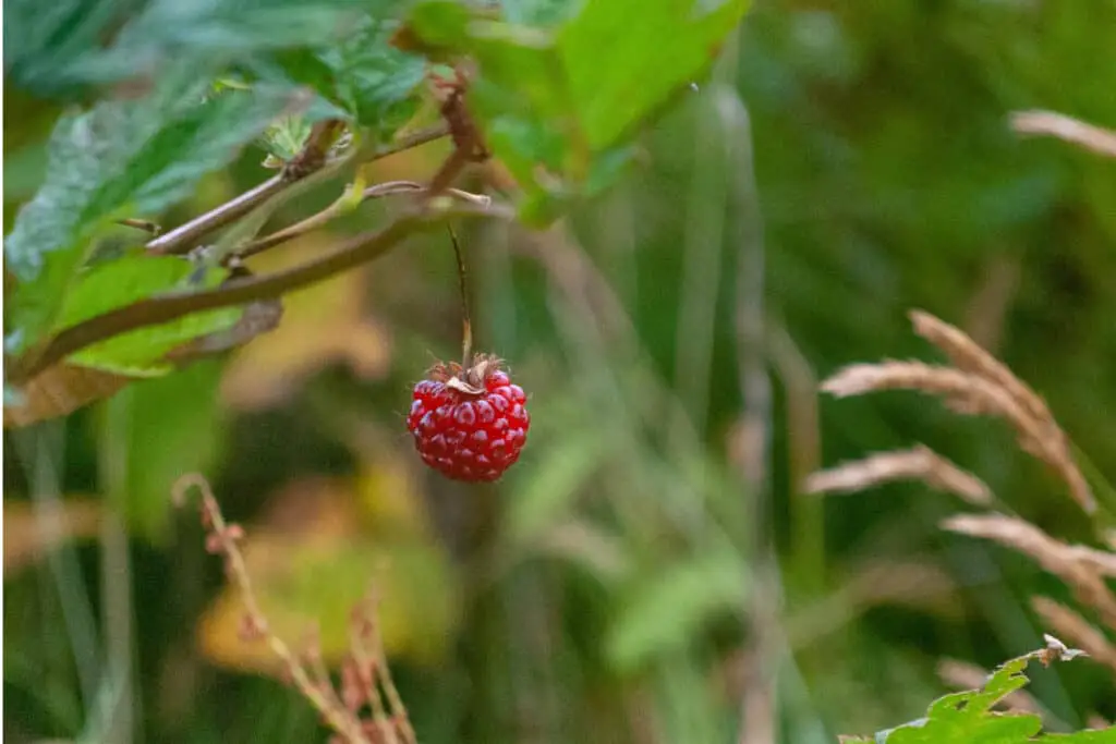 Salmonberry- Wild Edible Berry