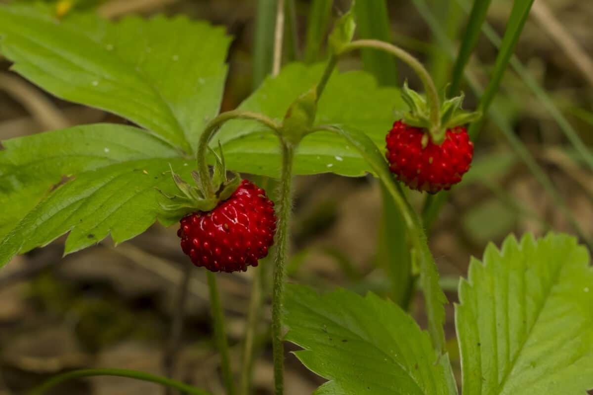 Wild Strawberries - Red Edible and Non-Edible Berries