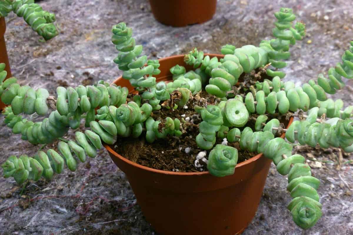 Jade Necklace (Crassula Marnieriana)