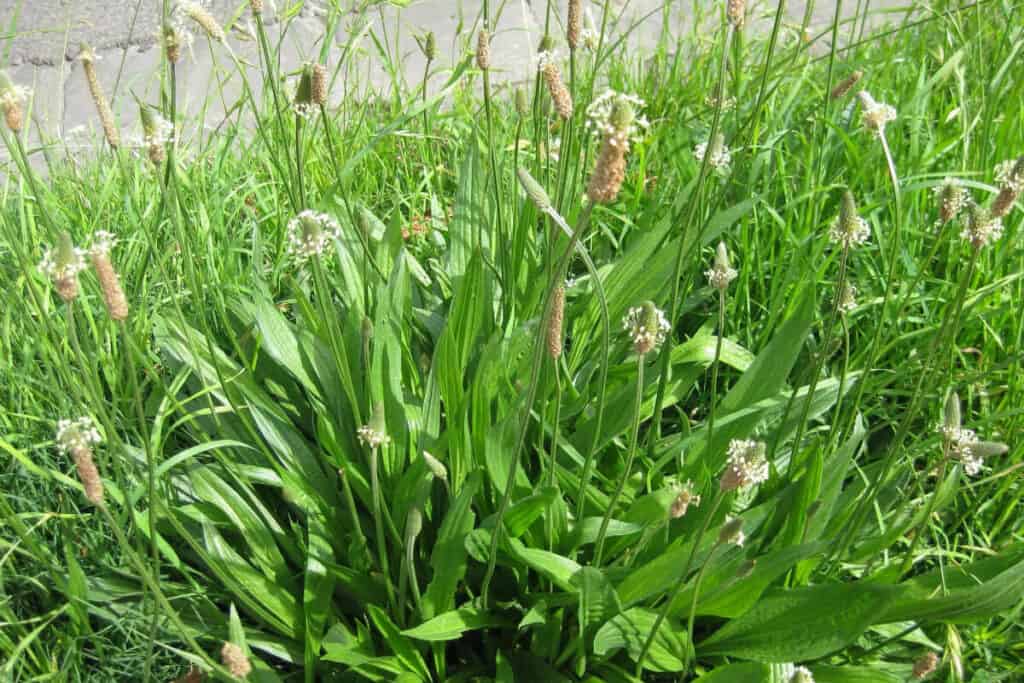 Plantain - Edible Weeds