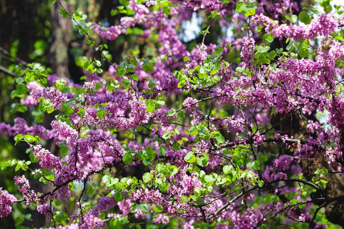 Redbud - Edible Wild Flowers