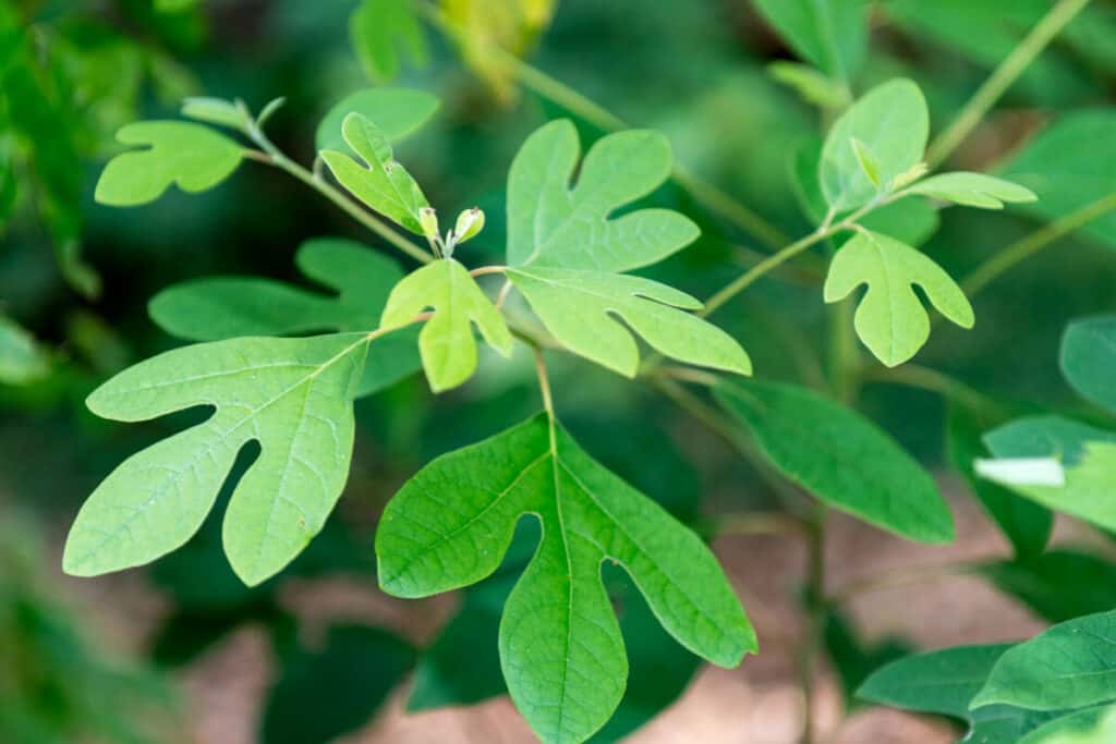 Sassafras - Wild Edible Plant