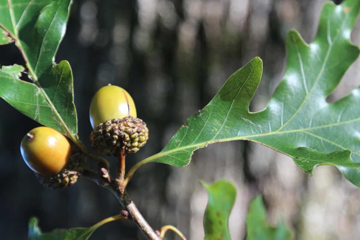 White Oak Trees and Acorns