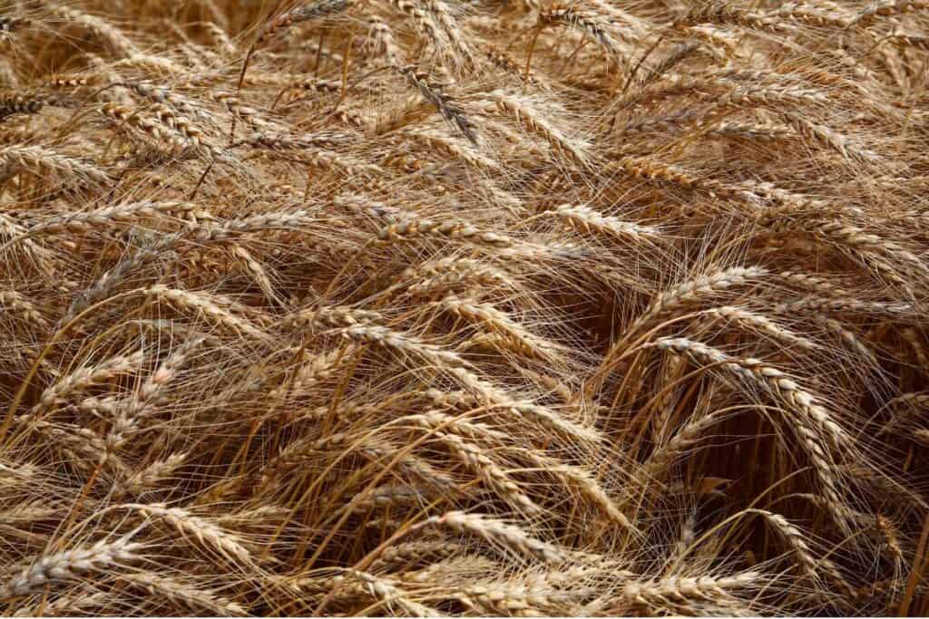 A dense field of wildrye, an important food source for Native Americans, sways slightly in the breeze, ready for harvest.