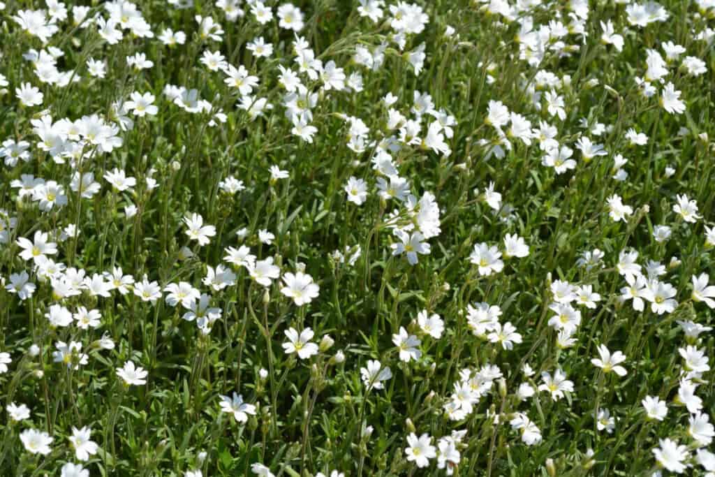 A field filled with numerous chickweed flowers blooming, with green grass and stems visible beneath them. 